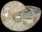 Polished Nautilus Fossil - Madagascar #67912-1